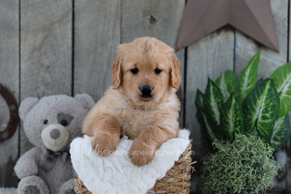 Yeti Image of Yeti, a Golden Retriever puppy