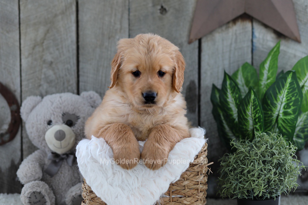 Yeti Image of Yeti, a Golden Retriever puppy