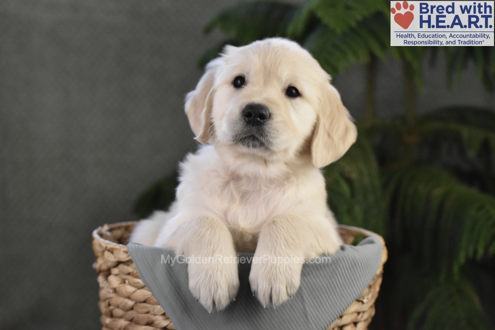 Blossom Image of Blossom, a Golden Retriever puppy