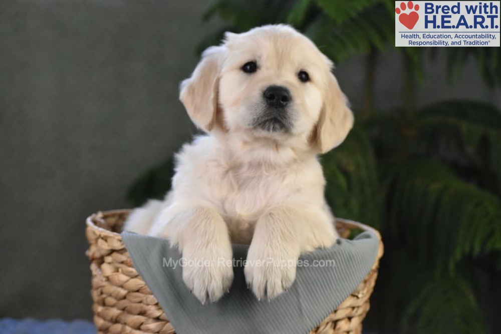 Blossom Image of Blossom, a Golden Retriever puppy