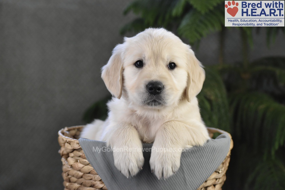 Blossom Image of Blossom, a Golden Retriever puppy