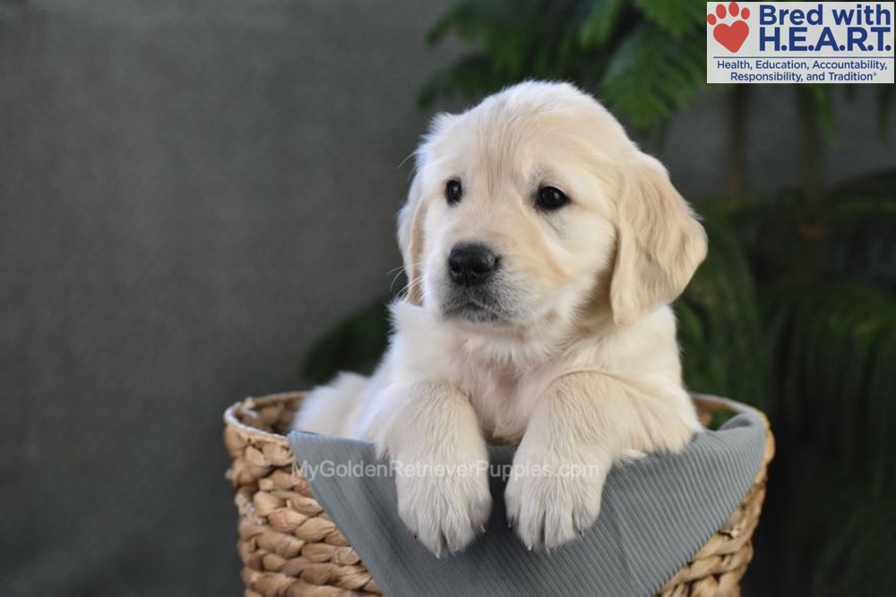 Blossom Image of Blossom, a Golden Retriever puppy