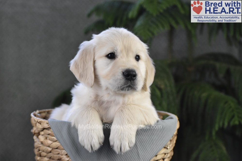 Blossom Image of Blossom, a Golden Retriever puppy
