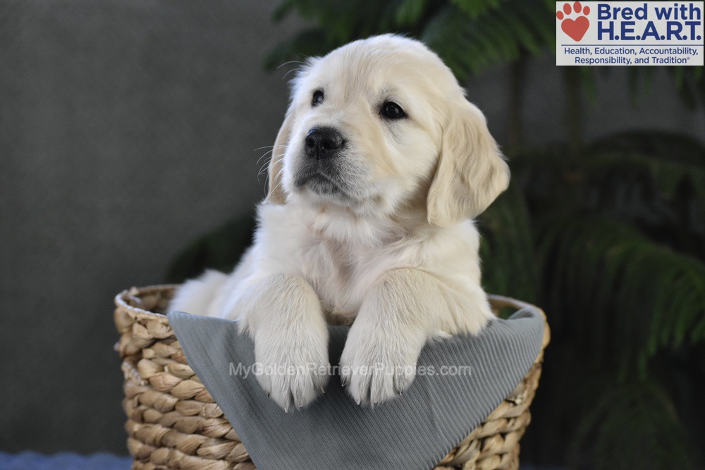 Blossom Image of Blossom, a Golden Retriever puppy