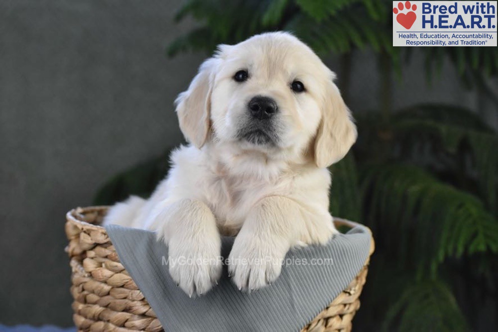 Blossom Image of Blossom, a Golden Retriever puppy