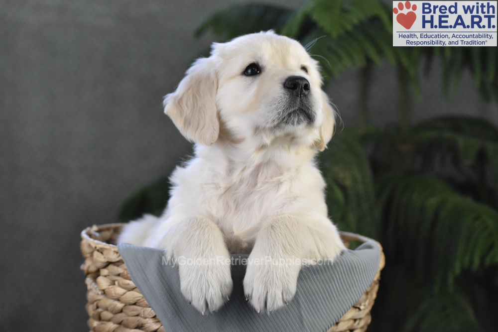 Blossom Image of Blossom, a Golden Retriever puppy