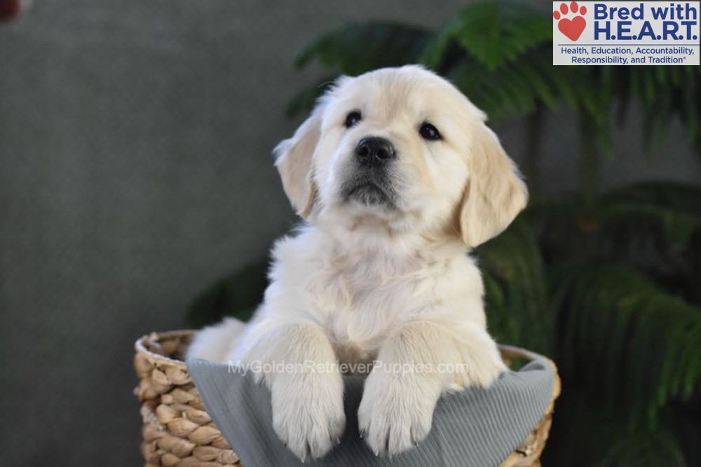 Blossom Image of Blossom, a Golden Retriever puppy
