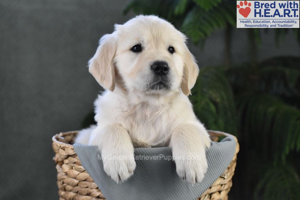 Blossom Image of Blossom, a Golden Retriever puppy