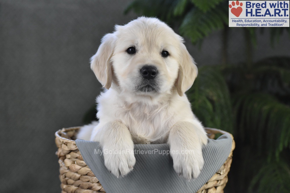 Blossom Image of Blossom, a Golden Retriever puppy