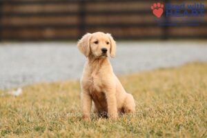 Mygoldenretrieverpuppies