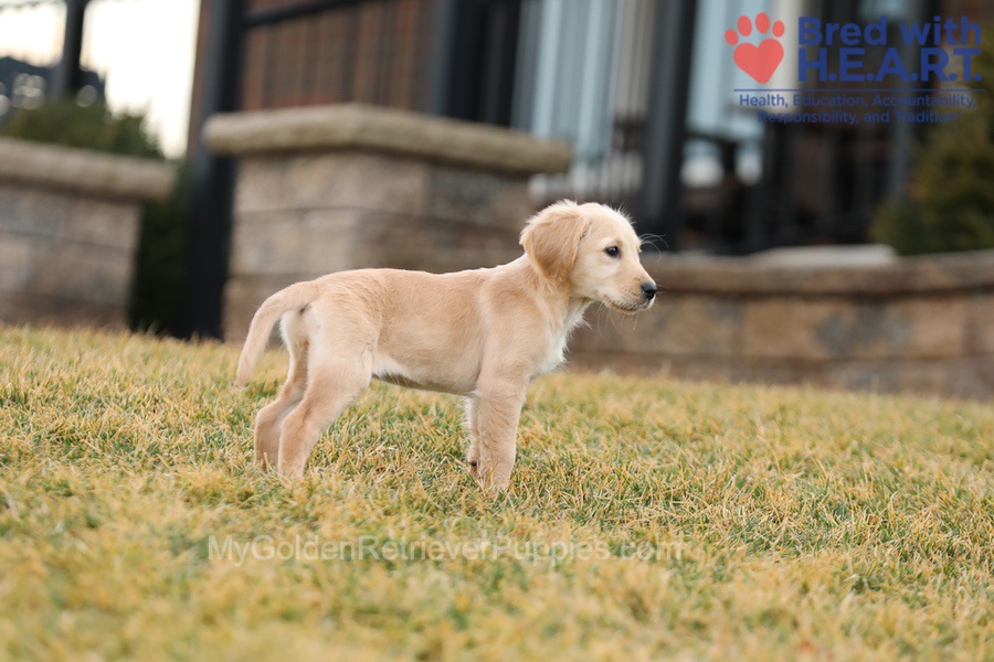 Alexa Image of Alexa, a Golden Retriever puppy