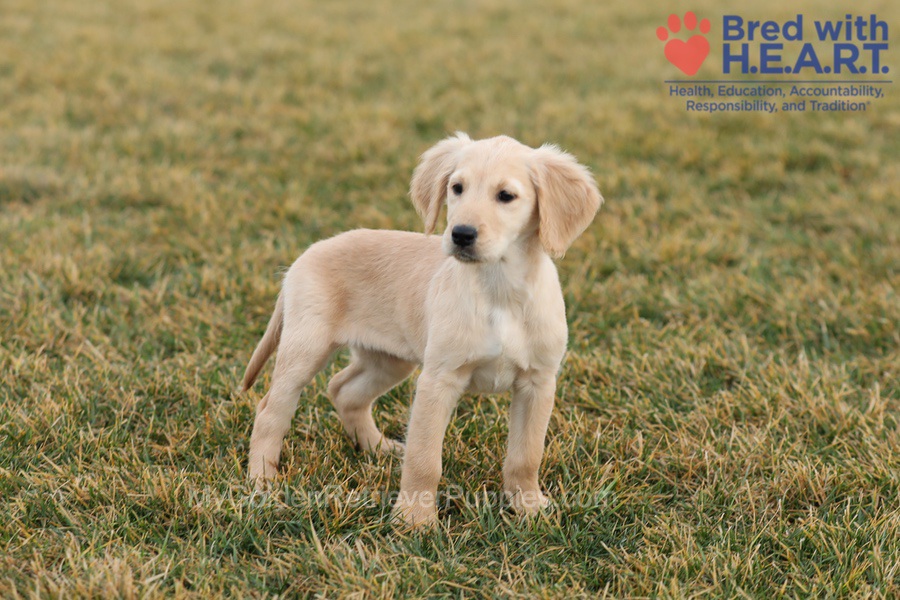 Alexa Image of Alexa, a Golden Retriever puppy