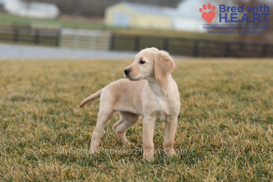 Alexa Image of Alexa, a Golden Retriever puppy