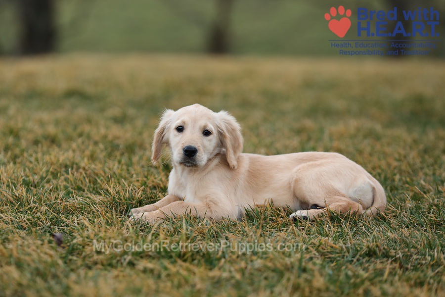 Alexa Image of Alexa, a Golden Retriever puppy