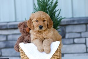 Image of Blaze, a Golden Retriever puppy