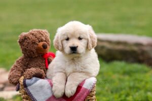 Image of Candace, a Golden Retriever puppy