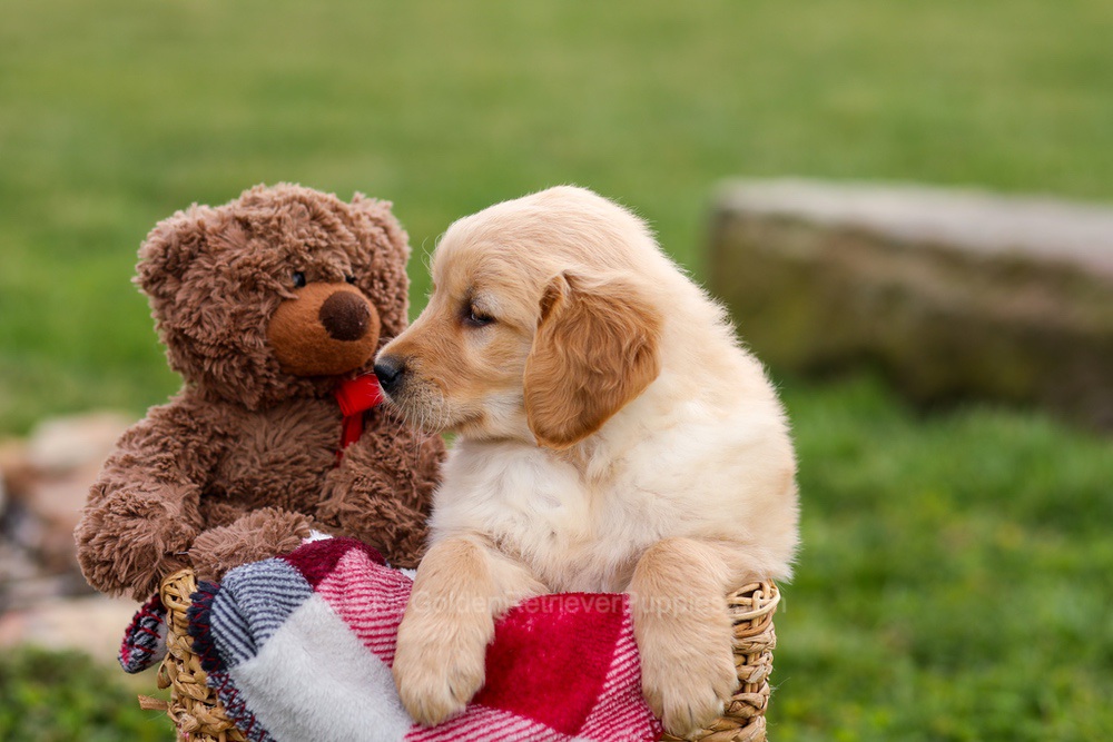 Cindy Image of Cindy, a Golden Retriever puppy