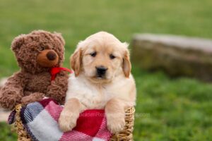 Image of Cindy, a Golden Retriever puppy