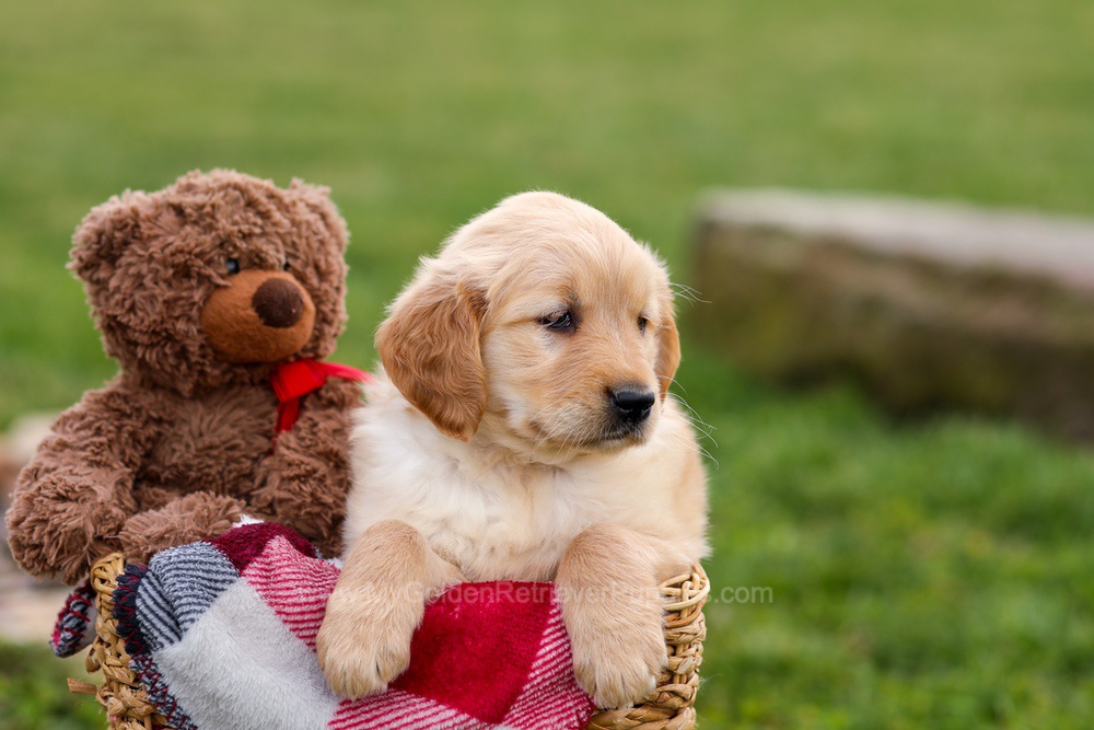 Cindy Image of Cindy, a Golden Retriever puppy
