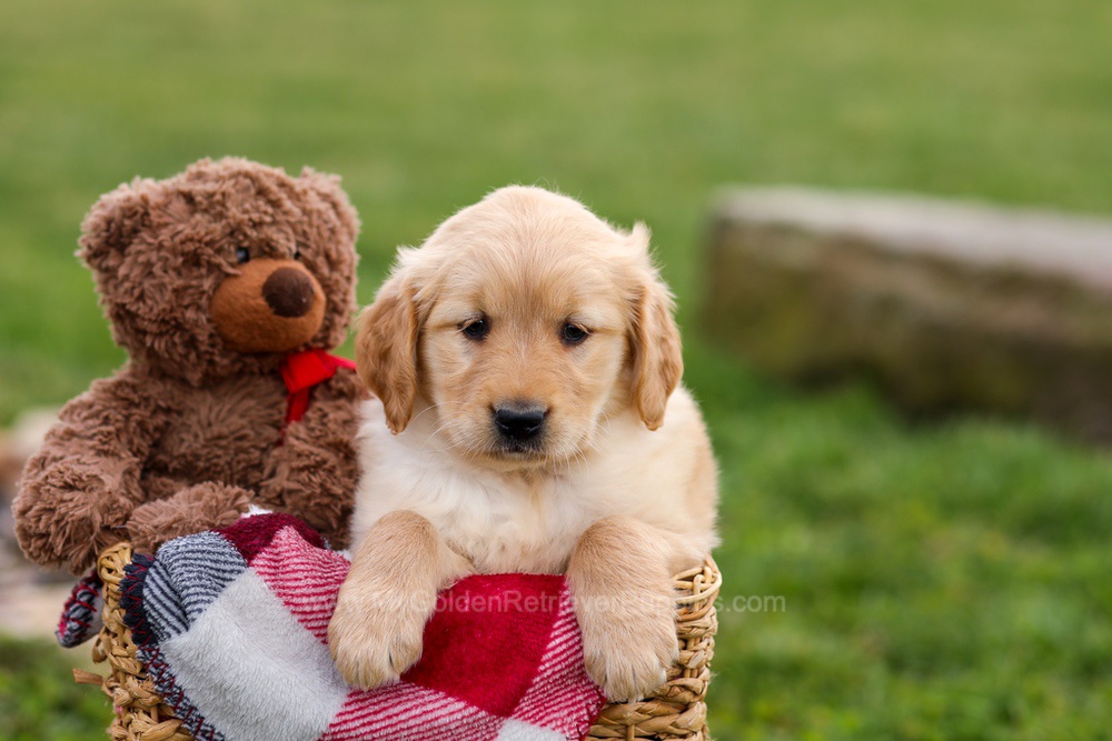 Cindy Image of Cindy, a Golden Retriever puppy
