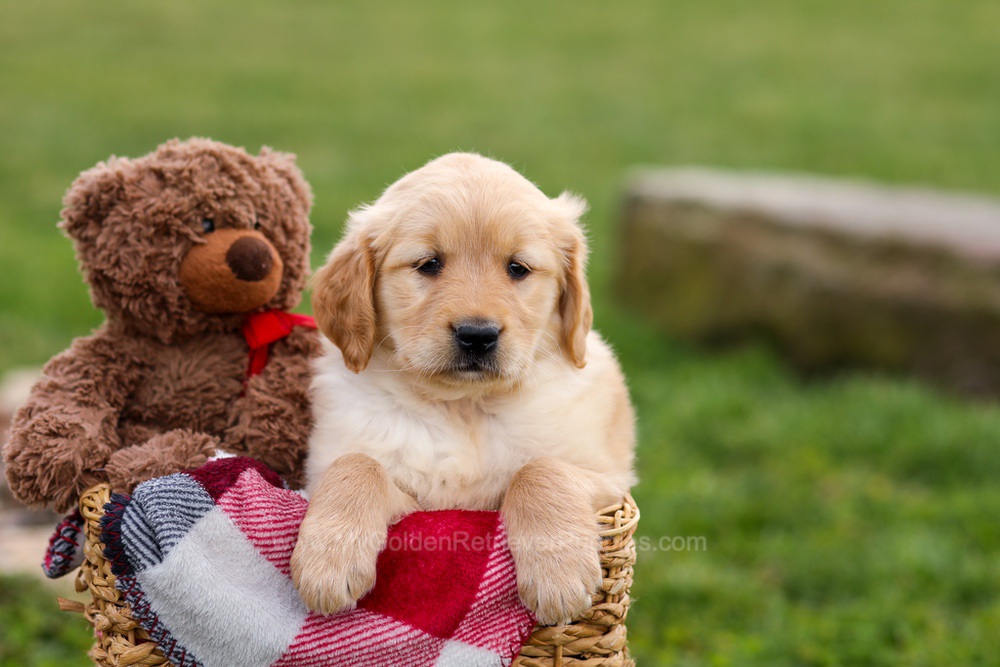 Cindy Image of Cindy, a Golden Retriever puppy