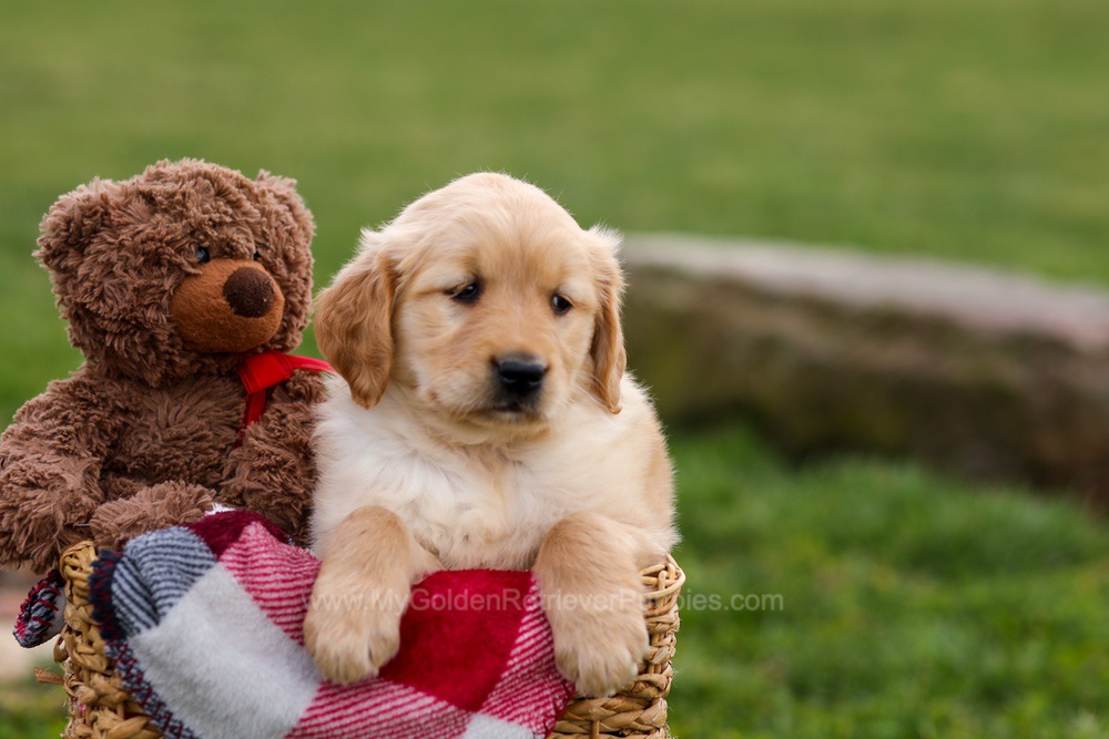 Cindy Image of Cindy, a Golden Retriever puppy