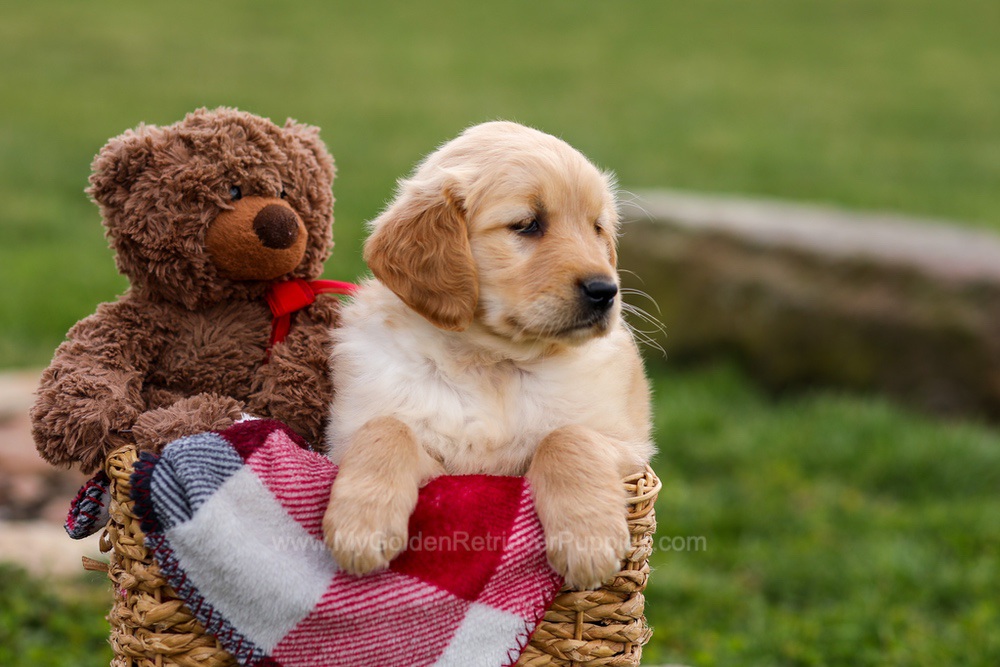 Cindy Image of Cindy, a Golden Retriever puppy