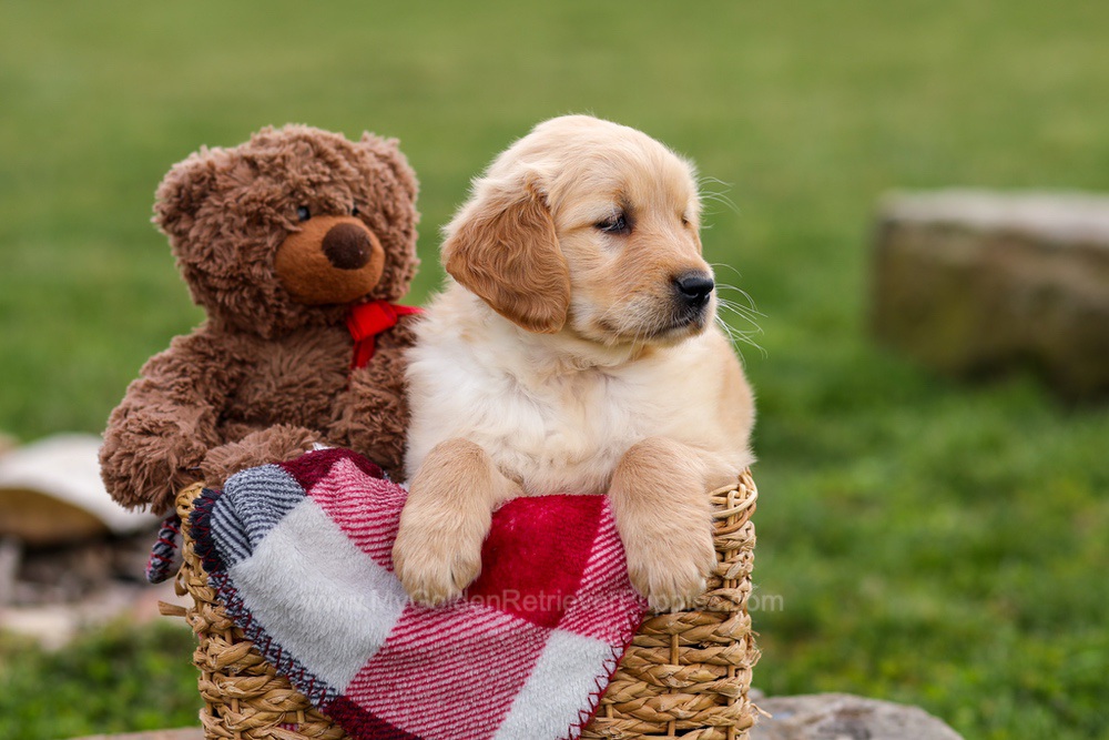 Cindy Image of Cindy, a Golden Retriever puppy