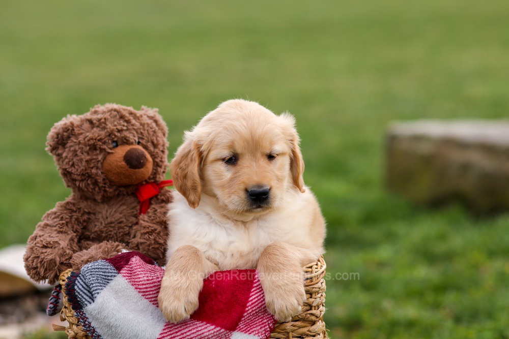 Cindy Image of Cindy, a Golden Retriever puppy