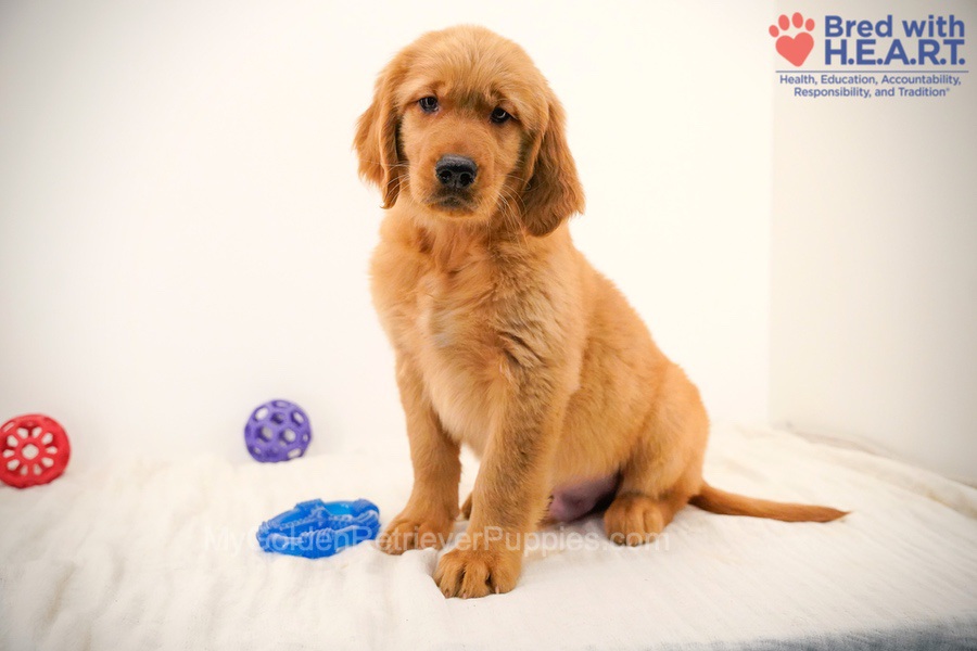 Cole Image of Cole, a Golden Retriever puppy