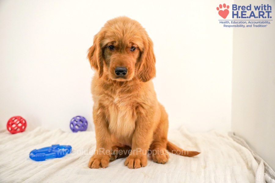 Cole Image of Cole, a Golden Retriever puppy