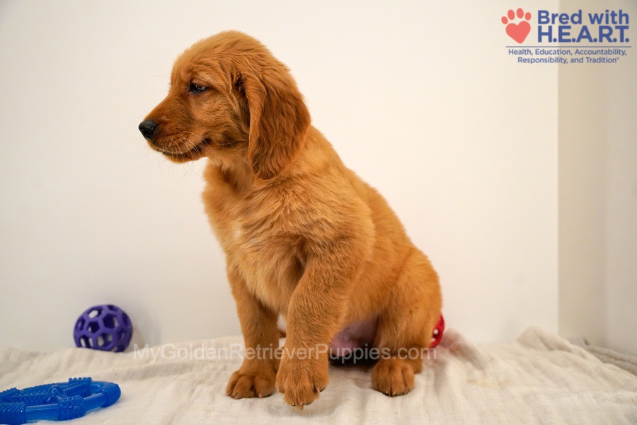 Cole Image of Cole, a Golden Retriever puppy