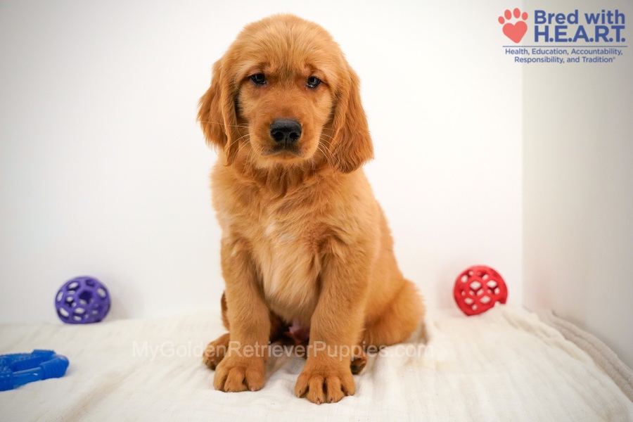 Cole Image of Cole, a Golden Retriever puppy
