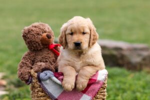 Image of Cooper, a Golden Retriever puppy