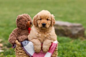 Image of Cora, a Golden Retriever puppy