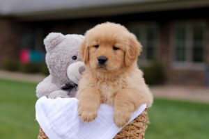 Image of Cruise, a Golden Retriever puppy