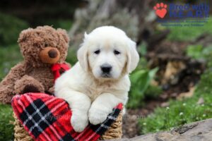 Image of Dena, a Golden Retriever puppy
