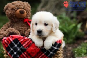 Image of Digger, a Golden Retriever puppy