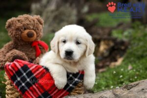 Image of Donna, a Golden Retriever puppy