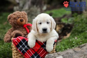 Image of Dora, a Golden Retriever puppy