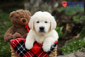 Image of Duke, a Golden Retriever puppy