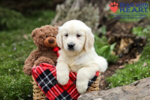 Image of Earl, a Golden Retriever puppy