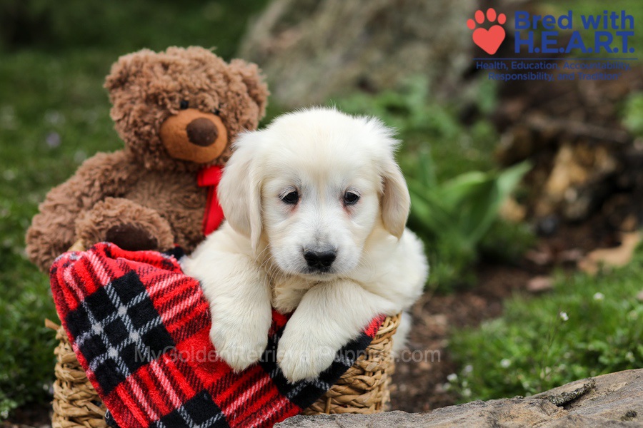 Eaton Image of Eaton, a Golden Retriever puppy
