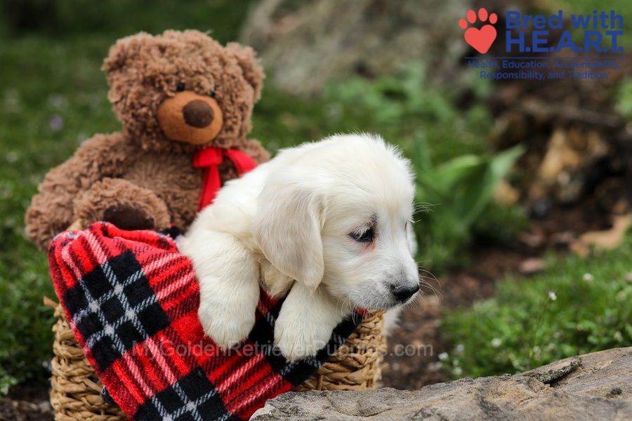 Eaton Image of Eaton, a Golden Retriever puppy