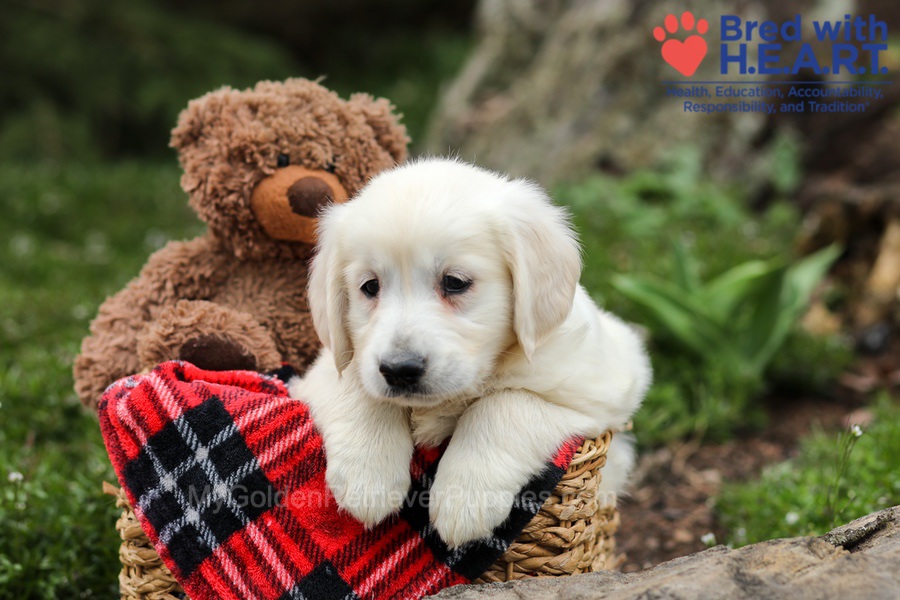 Eaton Image of Eaton, a Golden Retriever puppy