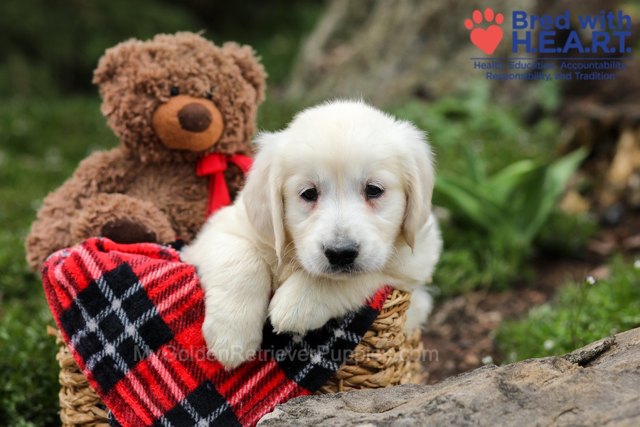 Eaton Image of Eaton, a Golden Retriever puppy