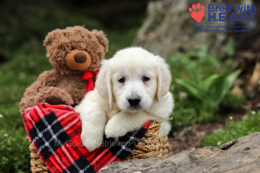 Eaton Image of Eaton, a Golden Retriever puppy