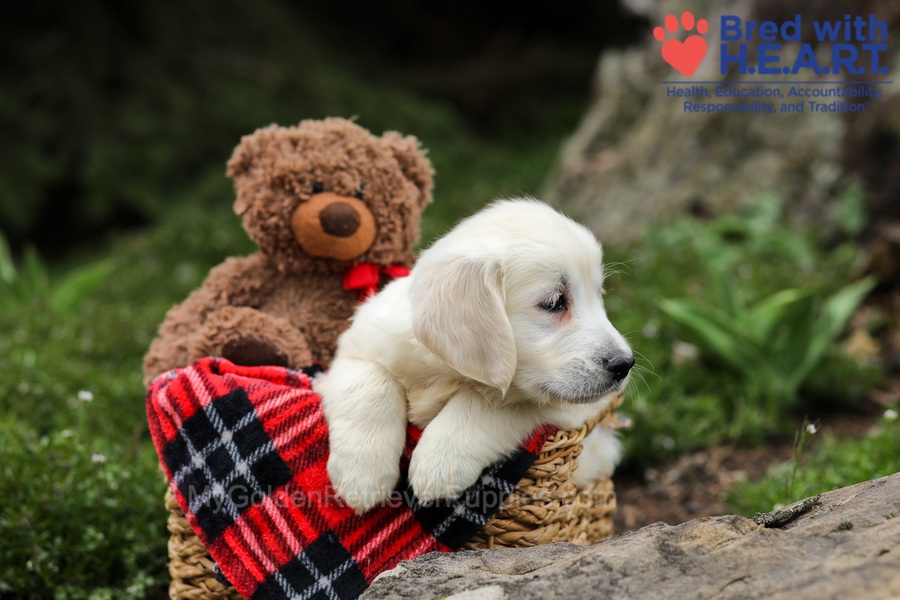 Eaton Image of Eaton, a Golden Retriever puppy