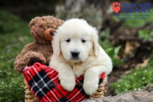 Image of Edgar, a Golden Retriever puppy