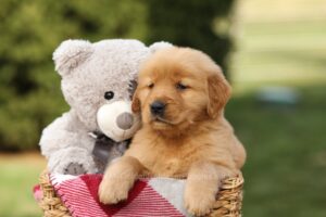 Image of Fisher, a Golden Retriever puppy